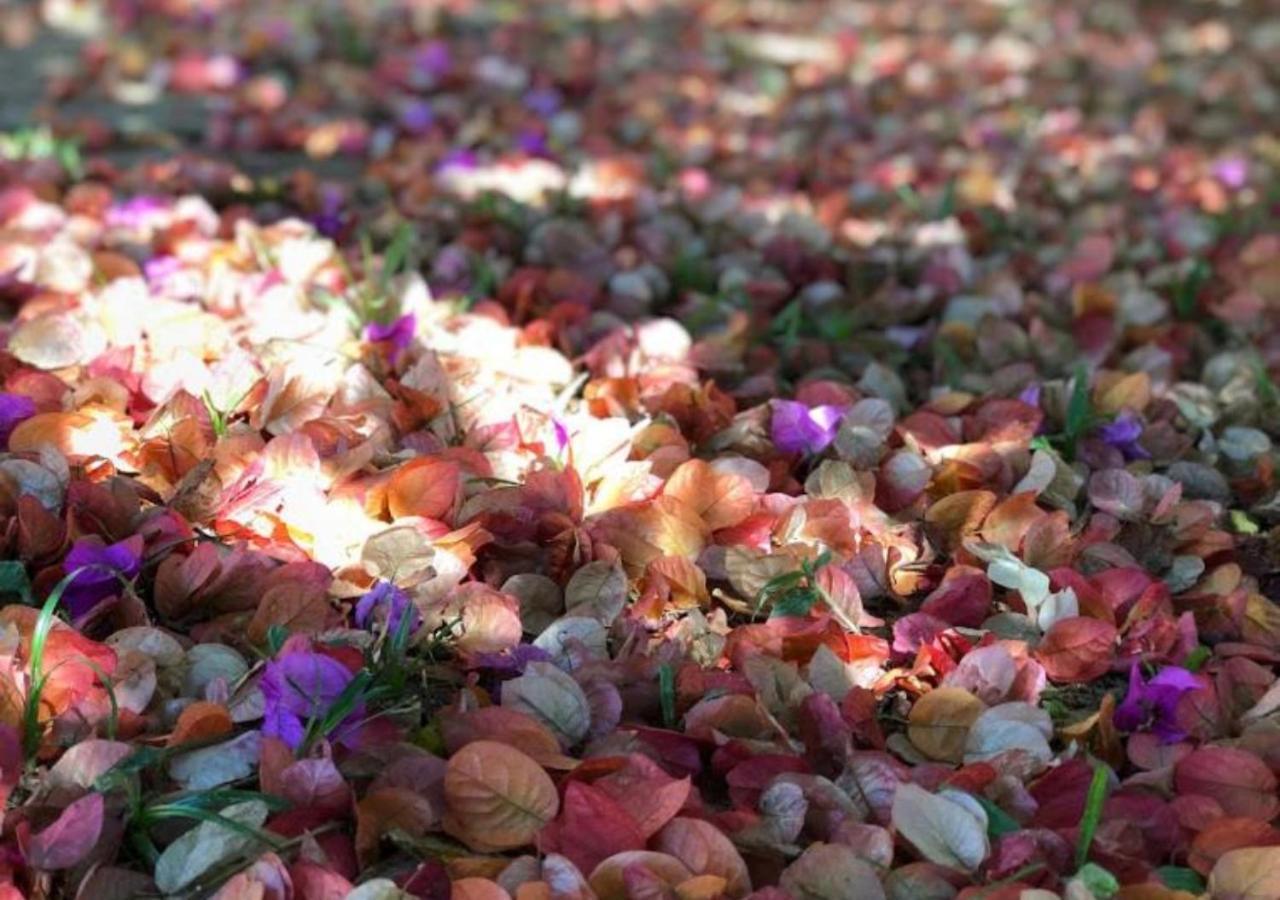 Pousada Halliny Do Rosa Praia do Rosa Eksteriør bilde
