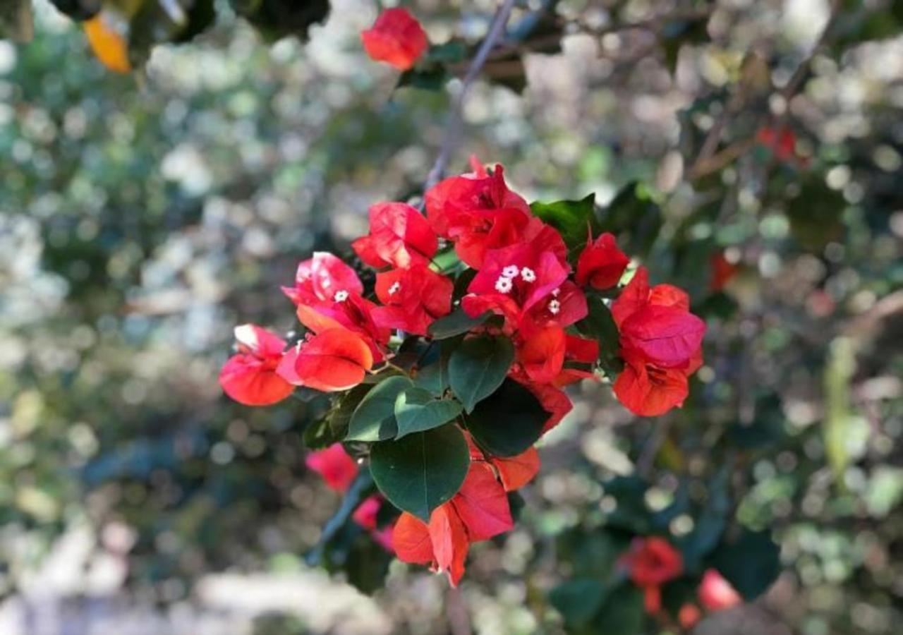 Pousada Halliny Do Rosa Praia do Rosa Eksteriør bilde